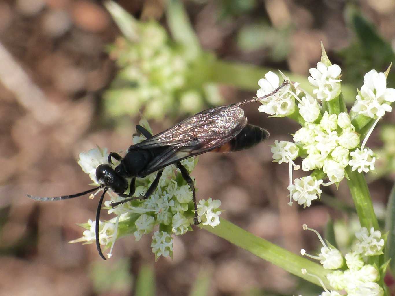 Sphecidae insolito